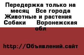 Передержка только на месяц - Все города Животные и растения » Собаки   . Воронежская обл.